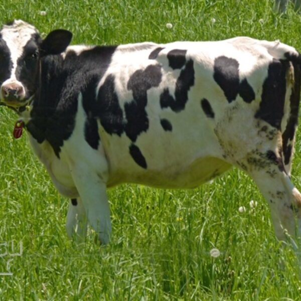 عجل بقري بلدي