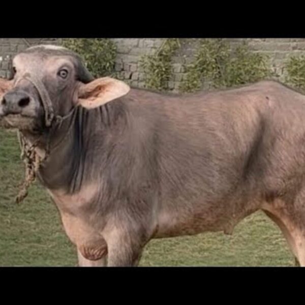 فحل جاموسي بلدي